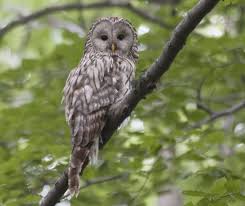 Attēlu rezultāti vaicājumam “Strix uralensis adult”