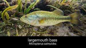 Image result for Micropterus salmoides