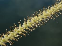 Attēlu rezultāti vaicājumam “Salix triandra male flower”