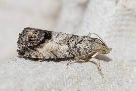 Attēlu rezultāti vaicājumam “Cydia splendana”