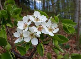 Attēlu rezultāti vaicājumam “Pyrus pyraster”