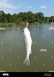 Image result for Leiostomus xanthurus