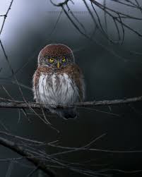 Attēlu rezultāti vaicājumam “Glaucidium passerinum adult”