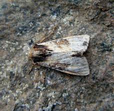 Attēlu rezultāti vaicājumam “Apamea epomidion”