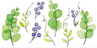 Attēlu rezultāti vaicājumam “Vicia cracca leaf”