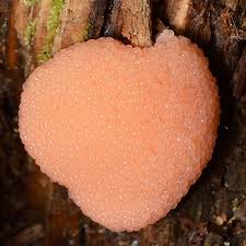 Attēlu rezultāti vaicājumam “Tubifera sp.”