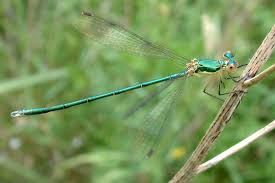 Attēlu rezultāti vaicājumam “Lestes virens”