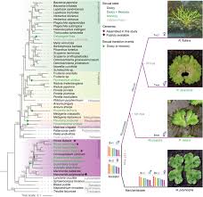Attēlu rezultāti vaicājumam “Marchantiopsida”