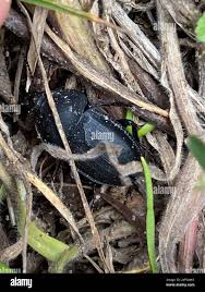 Attēlu rezultāti vaicājumam “Silpha obscura larva”