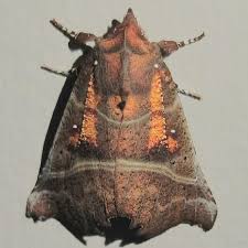 Attēlu rezultāti vaicājumam “Scoliopteryx libatrix”