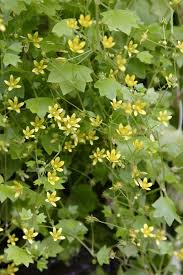 Attēlu rezultāti vaicājumam “Saxifraga cymbalaria flower”