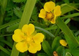 Attēlu rezultāti vaicājumam “Argentina anserina leaf”