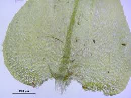 Attēlu rezultāti vaicājumam “Eurhynchium angustirete”
