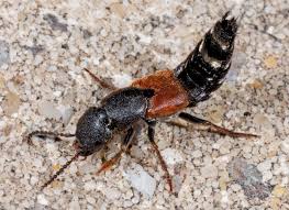 Attēlu rezultāti vaicājumam “Platydracus fulvipes”