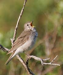 Image result for Catharus minimus