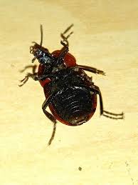 Attēlu rezultāti vaicājumam “Phosphuga atrata”