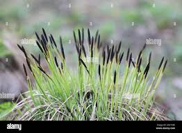 Attēlu rezultāti vaicājumam “Carex nigra”