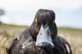 Attēlu rezultāti vaicājumam “Melanitta nigra”