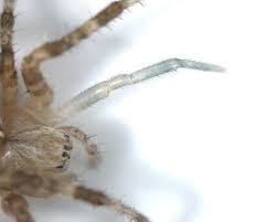 Attēlu rezultāti vaicājumam “Araneus diadematus juvenile”
