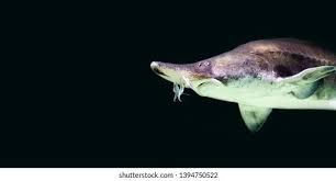 Image result for Scaphirhynchus platorynchus