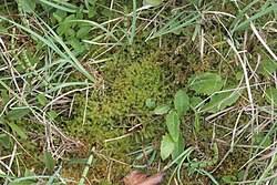 Attēlu rezultāti vaicājumam “Campylium stellatum sporophyte”