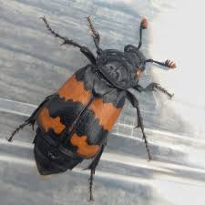 Attēlu rezultāti vaicājumam “Nicrophorus investigator imago”