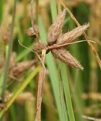 Attēlu rezultāti vaicājumam “Bolboschoenus maritimus flower”