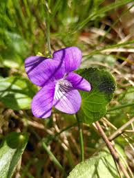 Attēlu rezultāti vaicājumam “Viola riviniana flower”