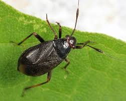Attēlu rezultāti vaicājumam “Capsus ater”