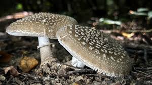 Attēlu rezultāti vaicājumam “Amanita pantherina”