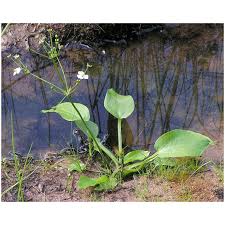 Attēlu rezultāti vaicājumam “Alisma plantago-aquatica fruit”