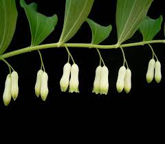 Attēlu rezultāti vaicājumam “Polygonatum odoratum flower”