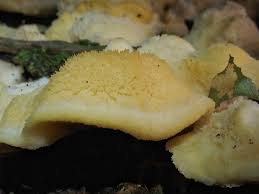 Attēlu rezultāti vaicājumam “Climacocystis borealis”