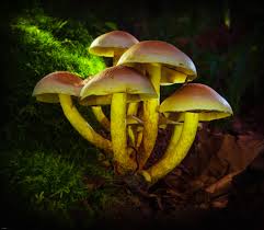 Attēlu rezultāti vaicājumam “Lamproderma pulchellum”