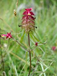 Attēlu rezultāti vaicājumam “Melampyrum cristatum”