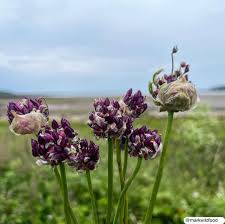 Attēlu rezultāti vaicājumam “Allium scorodoprasum leaf”