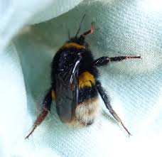Attēlu rezultāti vaicājumam “Bombus terrestris”