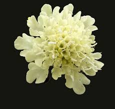 Image result for Scabiosa ochroleuca