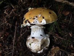 Attēlu rezultāti vaicājumam “Amanita”