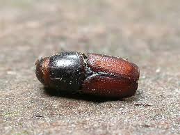 Attēlu rezultāti vaicājumam “Scolytus scolytus, Scolytus multistriatus”