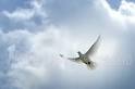 Indiana White Dove Releases in Indianapolis IN