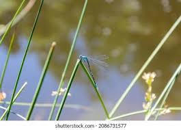 Attēlu rezultāti vaicājumam “Coenagrion puella male”