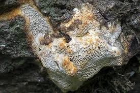 Attēlu rezultāti vaicājumam “Antrodia malicola”