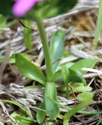 Attēlu rezultāti vaicājumam “Centaurium littorale flower”