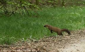 Attēlu rezultāti vaicājumam “Martes martes”