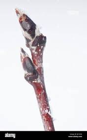 Attēlu rezultāti vaicājumam “Sorbus aucuparia bud”