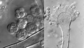 Attēlu rezultāti vaicājumam “Diderma spumarioides young”