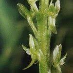 Attēlu rezultāti vaicājumam “Hammarbya paludosa leaf”