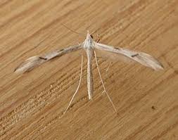 Attēlu rezultāti vaicājumam “Platyptilia tesseradactyla”