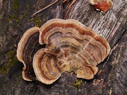 Attēlu rezultāti vaicājumam “Trametes versicolor”